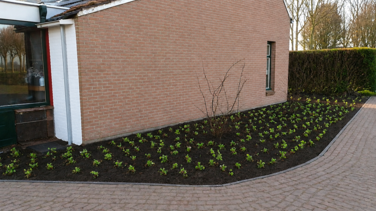 Aanplantingen 1